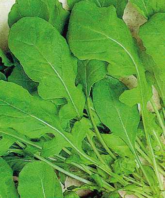 RUCOLA COLTIVATA GR.100
